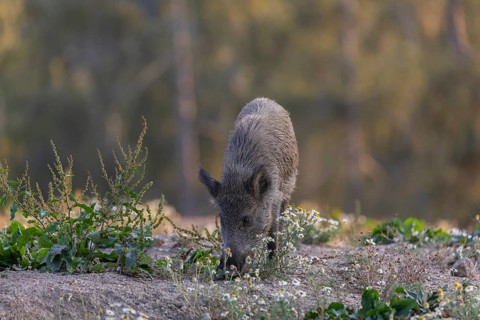 One adult wild boar or wild pig (Sus scrofa) searching for food on a flowering meadow in late