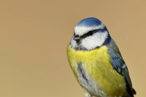 Blue tit (Parus caeruleus), sitting on moss-covered dead wood, animal portrait, Wilnsdorf, North