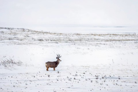 Rocky Mountain mule deer (Odocoileus hemionus) buck foraging on snow covered prairie in winter,