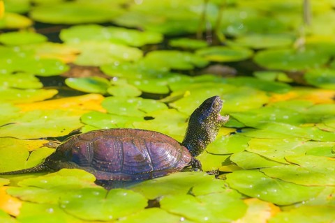 A European pond turtle (Emys orbicularis), makes its way through the leaves of Water Lilly covererd