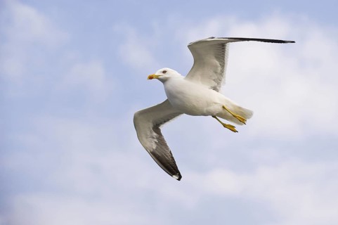 Lesser Black-backed Gull (Larus fuscus) flying, Texel, Netherlands