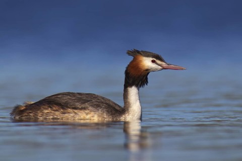 Australasian Crested Grebe (Podiceps cristatus australis), Western Australia, Australia