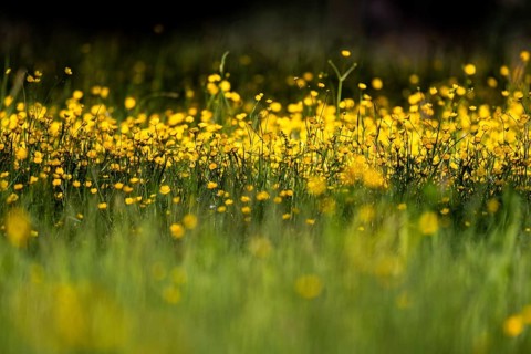 Flower meadow, Ranunculus acris, Rosensteinpark, Stuttgart, Baden-Württemberg, Germany