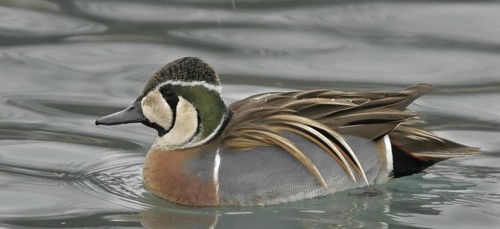 Baikal Teal (Sibirionetta formosa) male, Illinois, USA