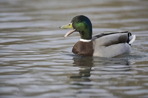 Mallard (Anas platyrhynchos) male, Lower Saxony, Germany