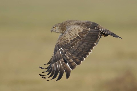 Short-toed Snake Eagle (Circaetus gallicus), India