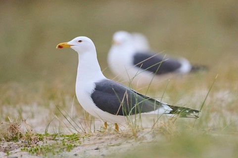 Yellow-legged gull (Larus michahellis) standing in the grass at sunset, Düne, Helgoland,