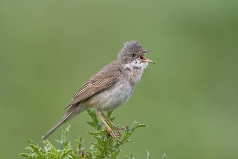 Dorngrasmücke (Sylvia communis) Whitethroat, male