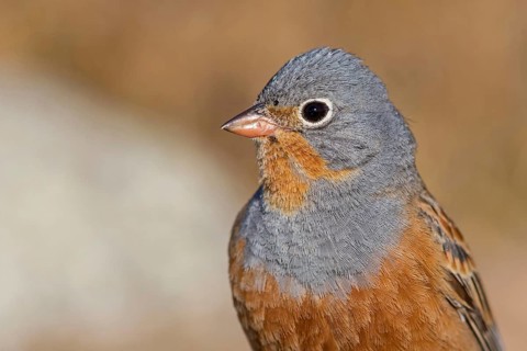 Grey Oriolan, Rusty Bunting, Bunting family, (Emberiza caesia), songbird Lesbos Island, Lesbos,