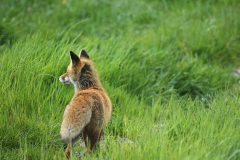 Red lynx (Vulpes vulpes) in the meadow, Allgäu, Bavaria, Germany, Allgäu, Bavaria, Germany