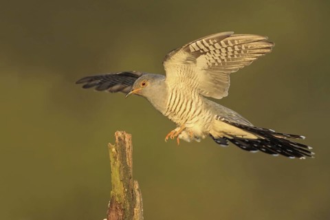 Common Cuckoo (Cuculus canorus) male flying, Baden-Wuerttemberg, Germany