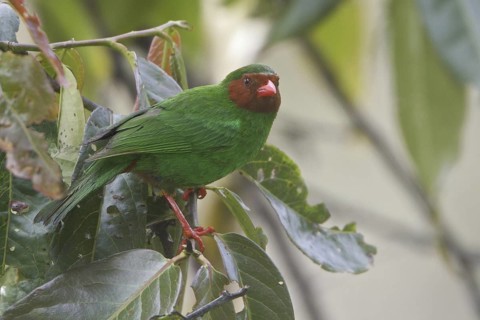 Grass-green Tanager (Chlorornis riefferii), Wayqecha Reserve, Peru