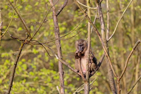A young Drill (Mandrillus leucophaeus) sits high up in a tree, eating something. A green forest can