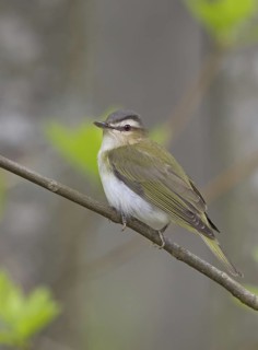 Red-eyed Vireo