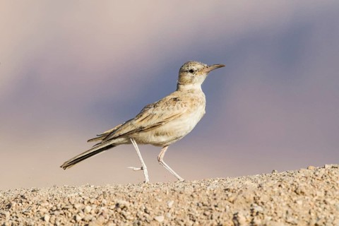Greater Hoopoe-Lark (Alaemon alaudipes) juvenile perched on the ground, Eilat, Israel