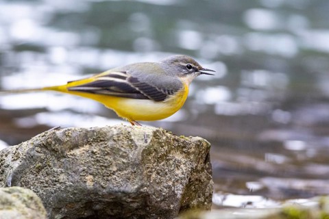 Grey wagtail (Motacilla cinerea) Germany