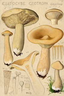 Mushroom, fungi, monk's head, Infundibulicybe geotropa, syn. Clitocybe geotropa, authentic