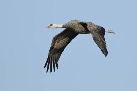 Hooded Crane (Grus monacha) flying, Arasaki, Japan