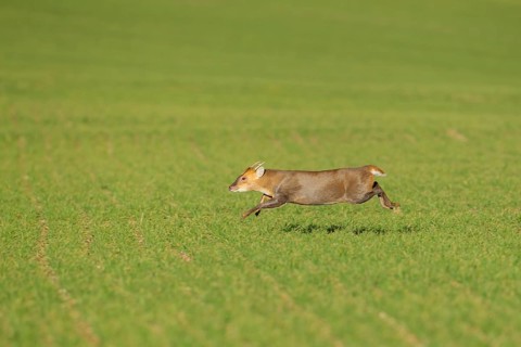 Muntjac deer (Muntiacus reevesi) adult animal running across a farmland field, Suffolk, England,