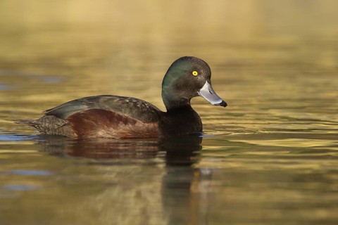 New Zealand Scaup (Aythya novaeseelandiae) male, New Zealand