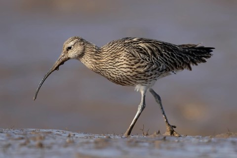 Eurasian curlew (Numenius arquata) adult wading bird on a mudflat, Norfolk, England, United Kingdom