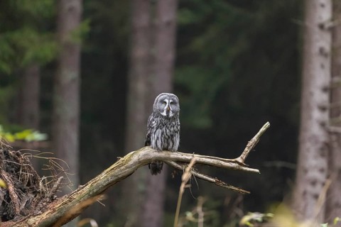 One great grey owl (Strix nebulosa) flying through a spruce forest