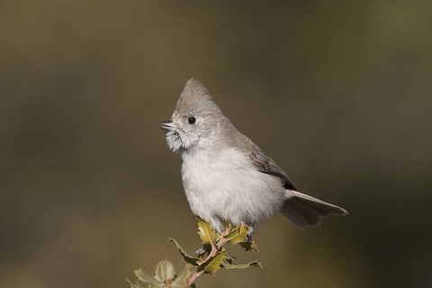 Oak Titmouse (Baeolophus inornatus), California, USA