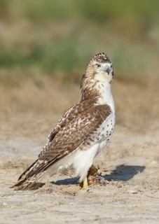 Red-tailed Hawk (Buteo jamaicensis) perched on the ground, Texas, USA
