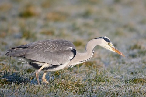 Grey Heron (Ardea cinerea) foraging, Netherlands