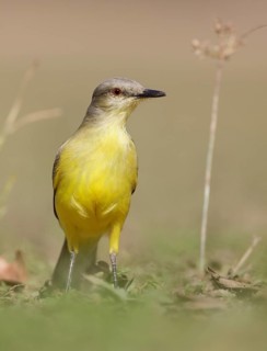 Cattle Tyrant (Machetornis rixosa) perched on the ground, Mato Grosso, Brazil