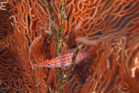Long-snouted coral guard (Oxycirrhites typus)