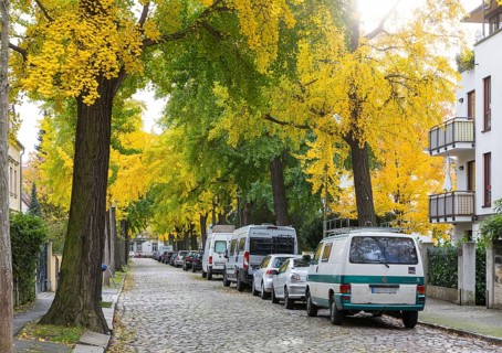 Avenue with ginkgo trees (Ginkgo biloba L.) in autumnal foliage colour in Bachstraße, natural