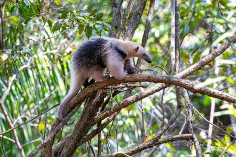 Southern tamandua (Tamandua tetradactyla) Pantanal Brazil
