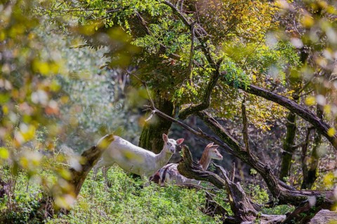 Two female fallow deer (Dama dama) roam through a forest in search of food
