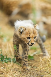 Cheetah (Acinonyx jubatus) youngster walking on a meadow, captive, occurrence Africa
