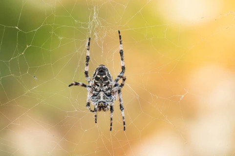 European garden spider (Araneus diadematus) hanging on a spider web at eveing on the island of