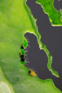 Caterpillars of the cabbage white butterfly, July, Germany