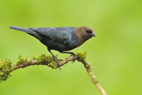 Brown-headed Cowbird (Molothrus ater), Canada