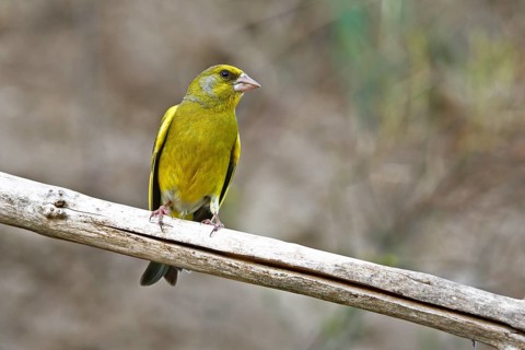 Greenfinch (Chloris chloris) on the perch, Salzlandkreis, Saxony-Anhalt, Germany