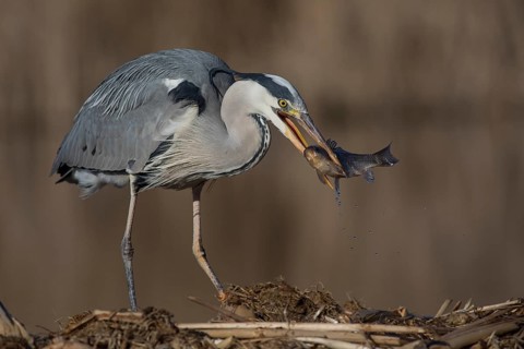 Grey Heron (Ardea cinerea) with fish prey in beak, Subotica, Serbia