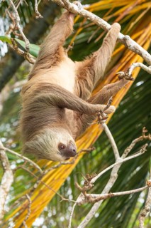 Male two toed sloth (Choloepus didactylus) hanging upside down and climbing on tree. Beach, Punta