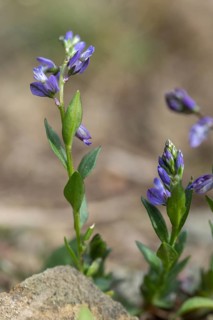 Common cruciferous, common cruciferous, cruciferous, cruciferous, cruciferous plant, polygala