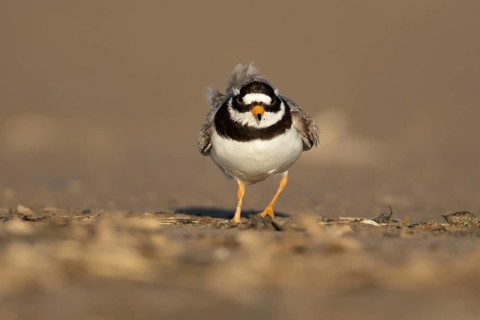 Ringed plover (Charadrius hiaticula) adult wading bird feeding on a beach, Norfolk, England, United