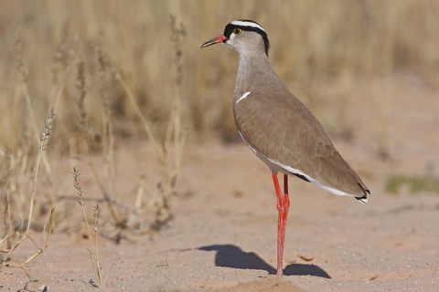 Crowned Lapwing (Vanellus coronatus), Northern Cape, South Africa