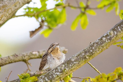 Eurasian wryneck (Jynx torquilla) Germany