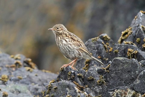 South Georgia Pipit, Anthus antarcticus, Antarctica, South Gerogia