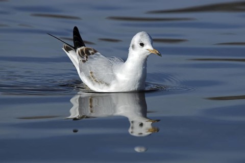 Black-headed Gull (Chroicocephalus ridibundus), Madrid, Spain