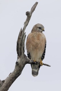 Red-shouldered Hawk (Buteo lineatus), Florida, USA