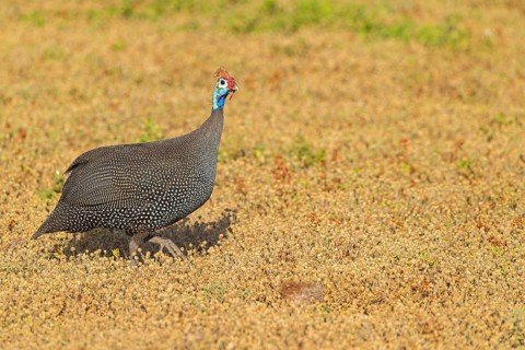 Helmeted guineafowl (Numida meleagris), family of guinea fowl, Addo Elephant National Park, Addo,