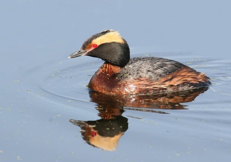 Horned Grebe, Podiceps auritus, swimming in a lake in Saskatchewan